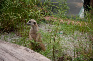 İnce - kuyruklu çöl faresi (suricata suricatta)