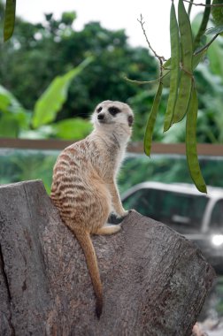 İnce - kuyruklu çöl faresi (suricata suricatta)