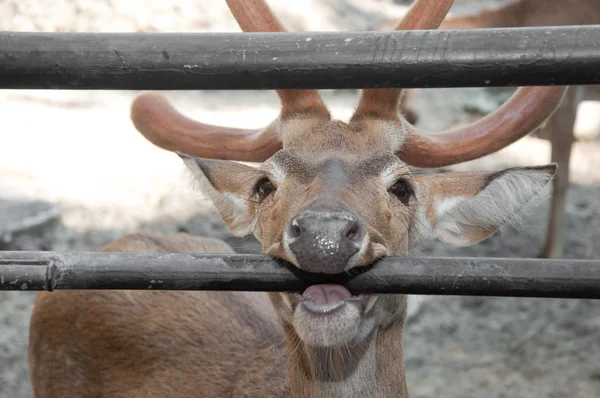 stock image Rusa deer