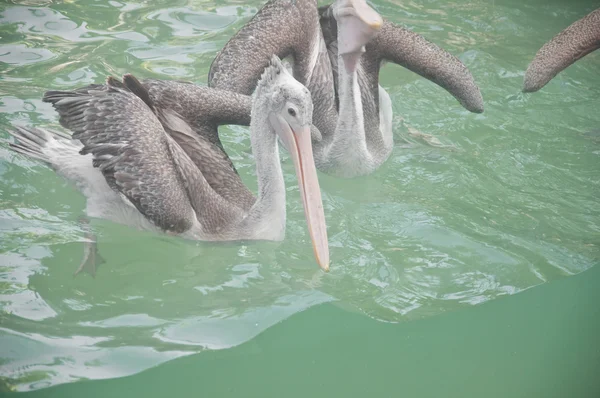 Pink-backed Pelican — Stock Photo, Image