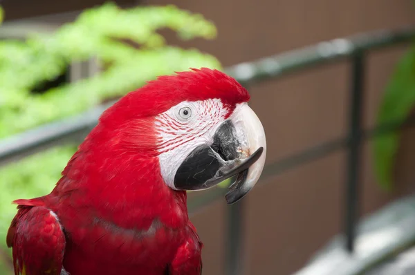 Dieprode macaws — Stockfoto