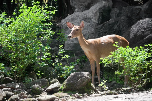 stock image Rusa deer