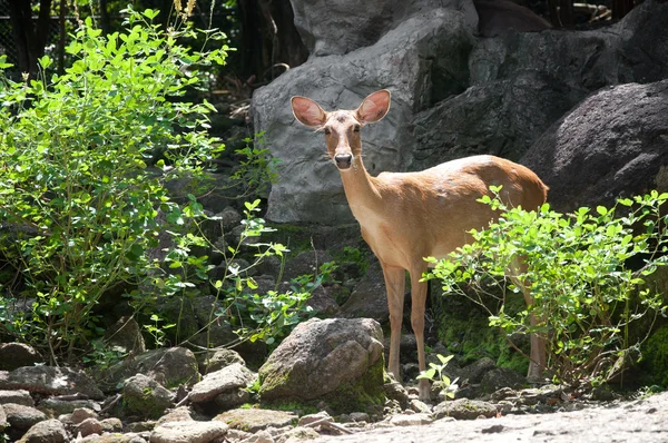 Stock image Rusa deer