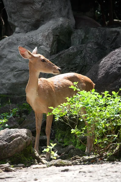 Stock image Rusa deer