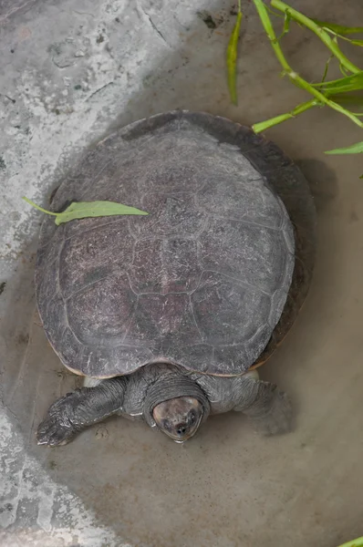 stock image Soft-shelled turtle