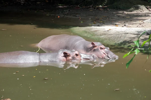 Hippopotamus (Hippopotamus amfibius ) – stockfoto