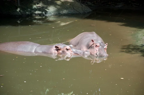 Hipopótamo (Hippopopotamus amphibius ) — Fotografia de Stock