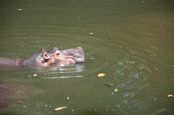 Hippopotamus (Hippopotamus amphibius) ) — kuvapankkivalokuva