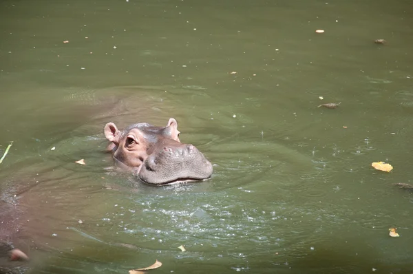 Hippopotame (Hippopotame amphibie) ) — Photo