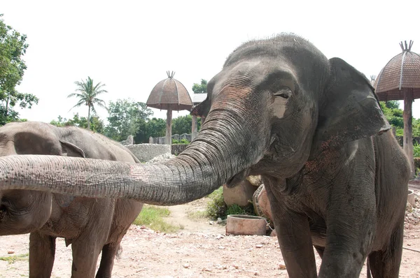 stock image Asian Elephant (Elephas maximus)