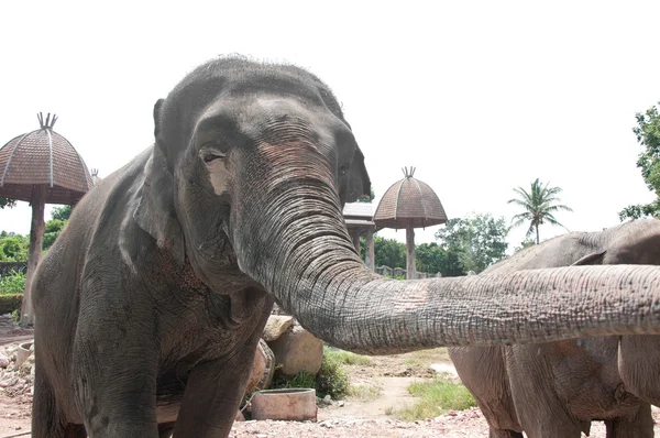 Stock image Asian Elephant (Elephas maximus)