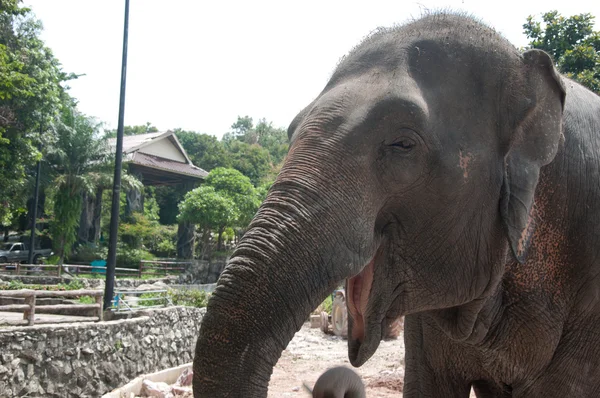 stock image Asian Elephant (Elephas maximus)