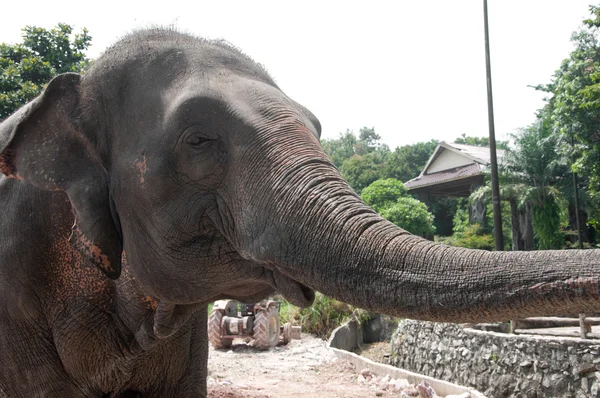 stock image Asian Elephant (Elephas maximus)