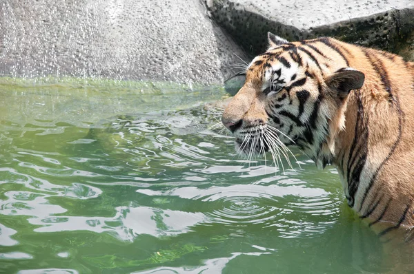 Tigre de Sumatra —  Fotos de Stock