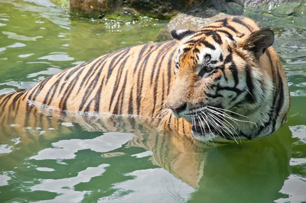 Τίγρη της Σουμάτρας — Φωτογραφία Αρχείου