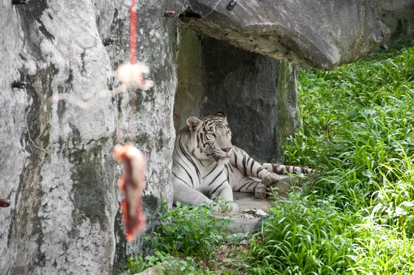 Biały tygrys i mięsa — Zdjęcie stockowe