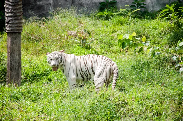 ขาว TIGER — ภาพถ่ายสต็อก