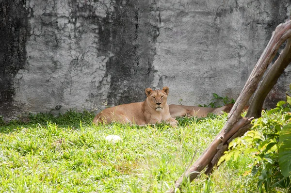 Самка льва — стоковое фото