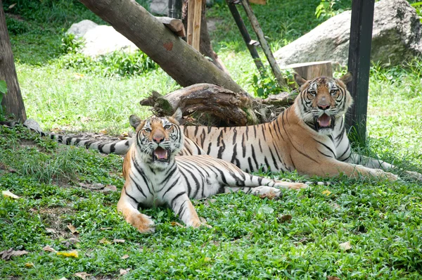 Tigre de Sumatra — Foto de Stock