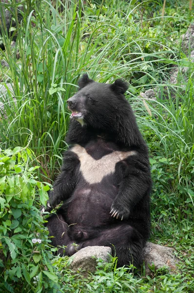 stock image Asiatic black bear (selenarctos thibetanus)