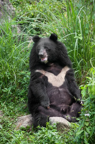 stock image Asiatic black bear (selenarctos thibetanus)