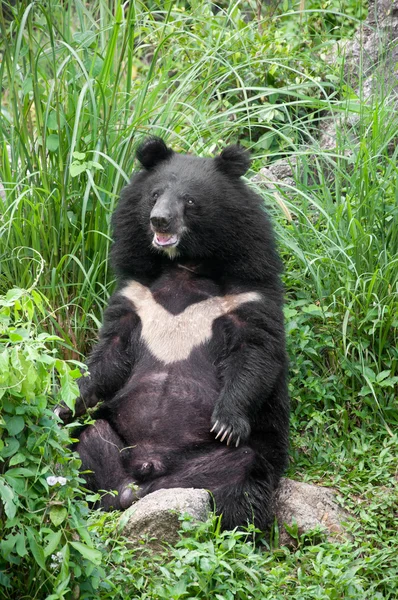 stock image Asiatic black bear (selenarctos thibetanus)