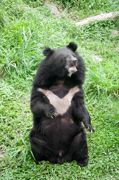 Stock image Asiatic black bear (selenarctos thibetanus)