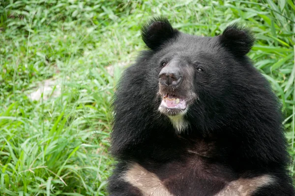 Stock image Asiatic black bear (selenarctos thibetanus)