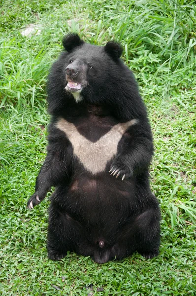 stock image Asiatic black bear (selenarctos thibetanus)