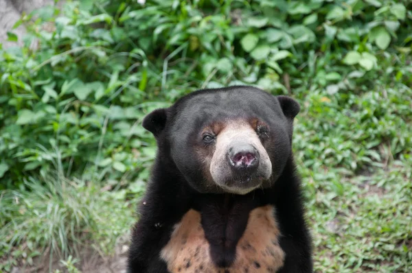 stock image Asiatic black bear (selenarctos thibetanus)