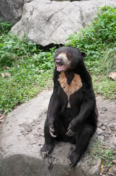 stock image Asiatic black bear (selenarctos thibetanus)