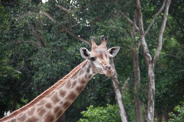 Żyrafa (giraffa camelopardalis) — Zdjęcie stockowe