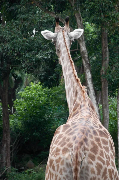 Jirafa (Giraffa camelopardalis ) —  Fotos de Stock