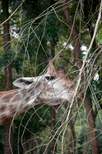 Żyrafa (giraffa camelopardalis) — Zdjęcie stockowe