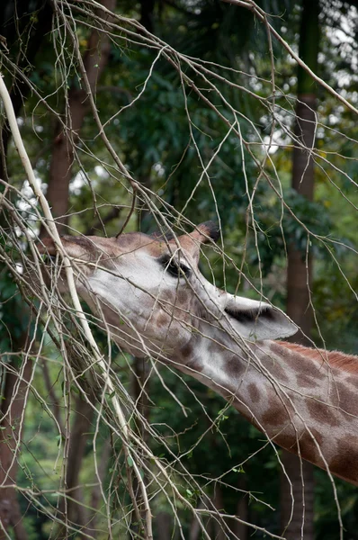 Giraffe (Giraffa camelopardalis) — Stock Photo, Image