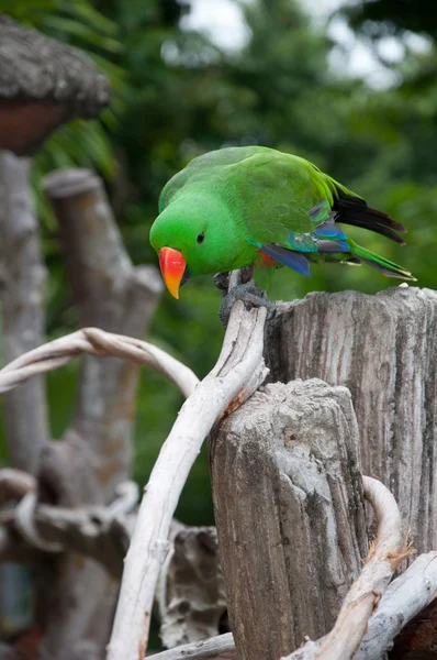 Papagaio (Psittacus torquata ) — Fotografia de Stock