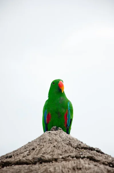 Papegoja (Psittacus torquata) — Stockfoto