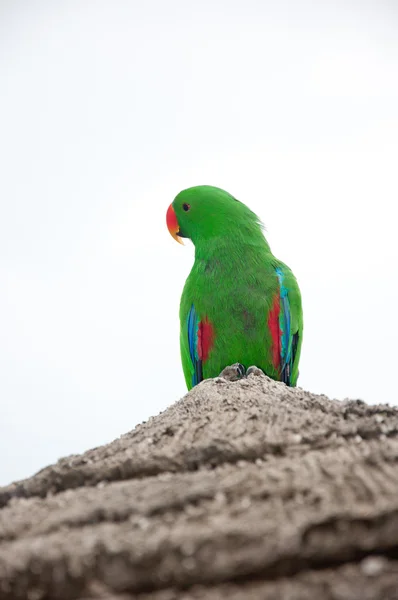 Parrot (Psittacus torquata) — Stockfoto