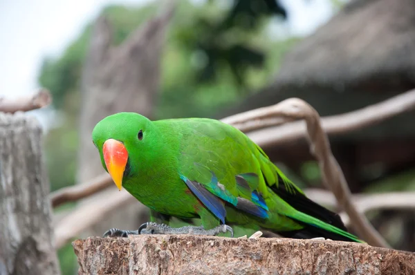 Papegoja (Psittacus torquata) — Stockfoto
