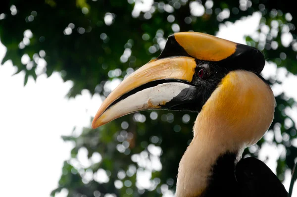 Great hornbill (buceros bicornis) — Stockfoto