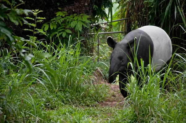 Maleise tapir (tapirus indicus) — Stockfoto