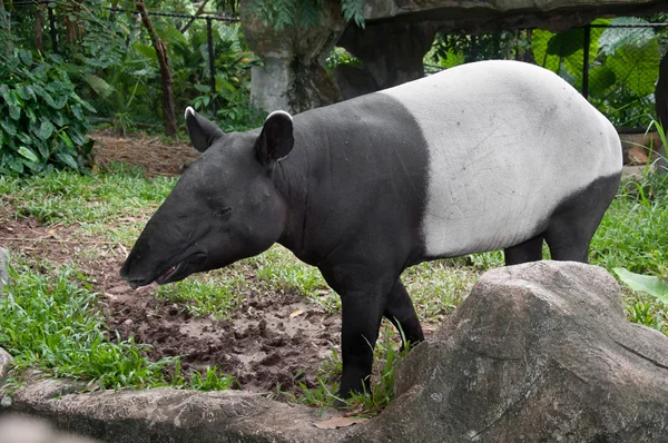 Malaj tapir (tapirus indicus) — Stockfoto