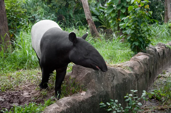Малайський тапір (tapirus indicus ) — стокове фото