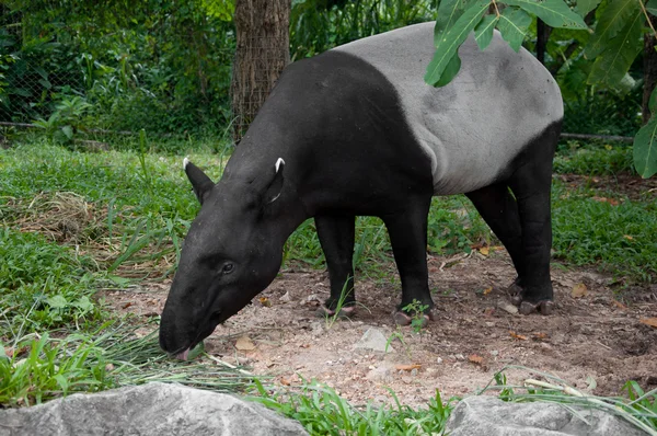 Малайский тапир (tapirus indicus ) — стоковое фото