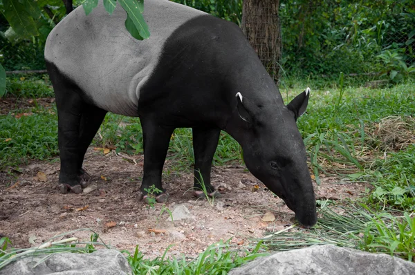 Malaiischer Tapir (tapirus indicus)) — Stockfoto