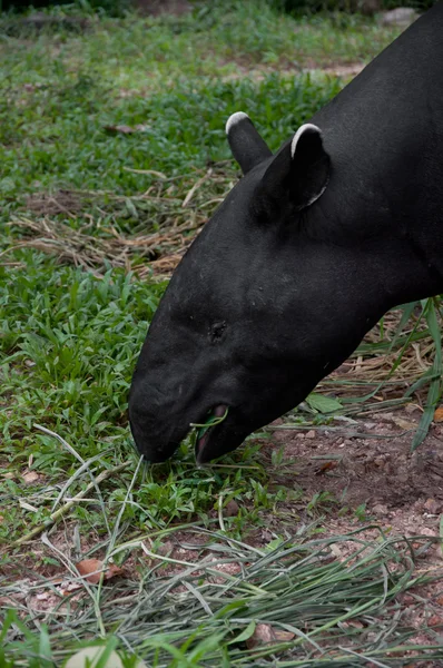 Tapir malayo (tapirus indicus) ) — Foto de Stock