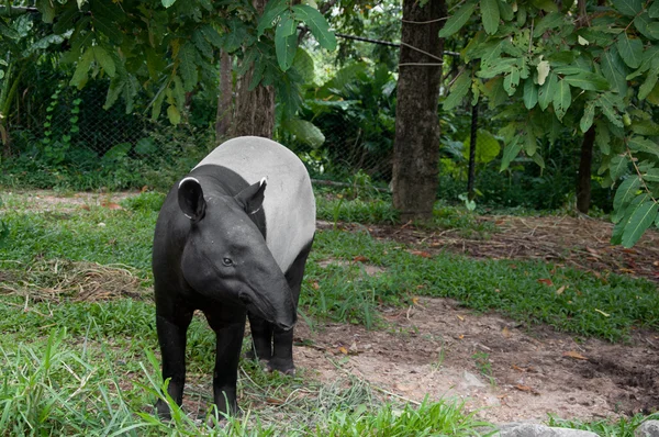 Malajské tapír (tapirus indicus) — Stock fotografie