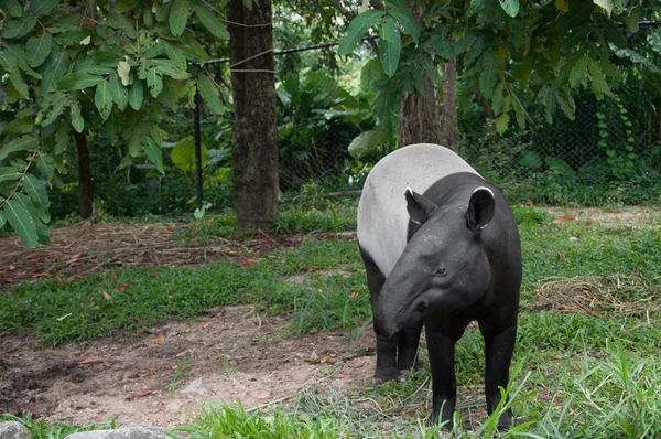 マレーバク (tapirus indicus) — ストック写真