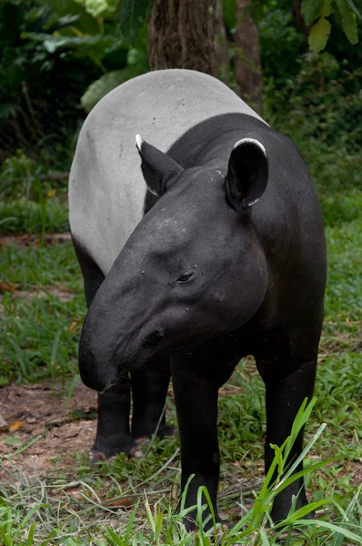Tapir malayo (tapirus indicus) ) —  Fotos de Stock