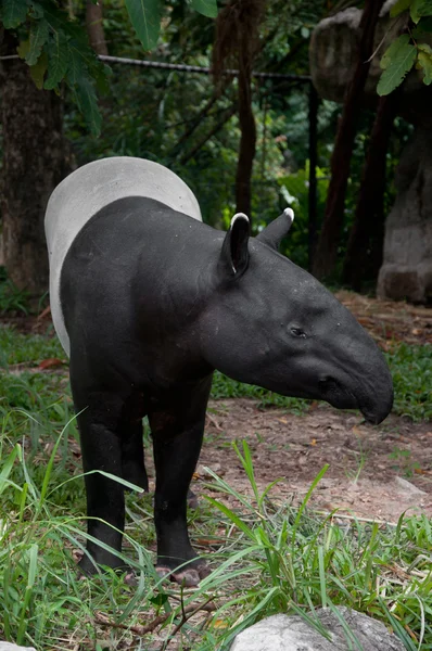 马来貘 (貘类动物印度) — 图库照片